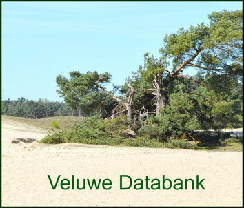 Veluwe Databank 352x300.jpg